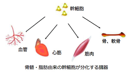 幹細胞療法を用いた再生医療