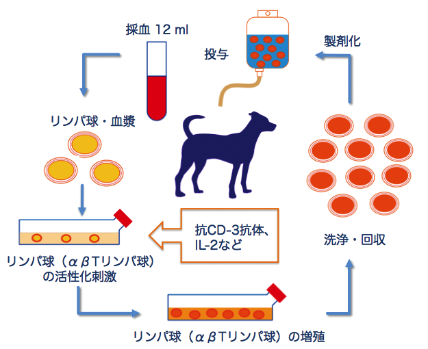 活性化リンパ球療法（CAT療法）