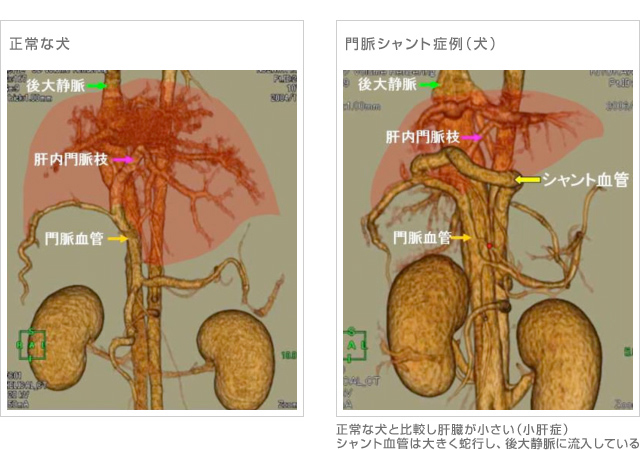 門脈体循環シャントの正常な犬との比較写真