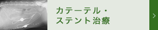 動物　カテーテルステント治療