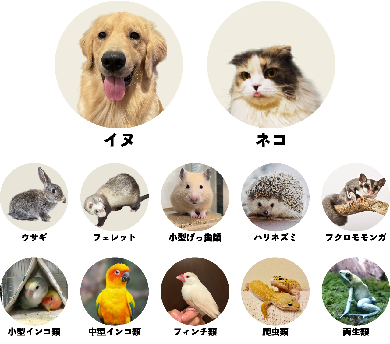 一般診療対象動物