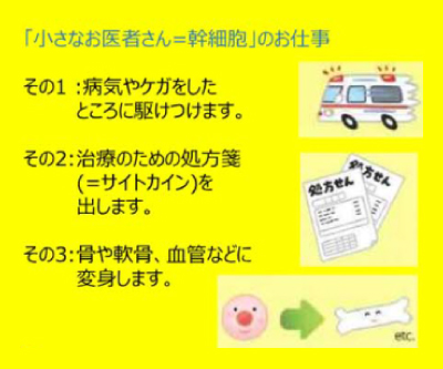 幹細胞は小さなお医者さん