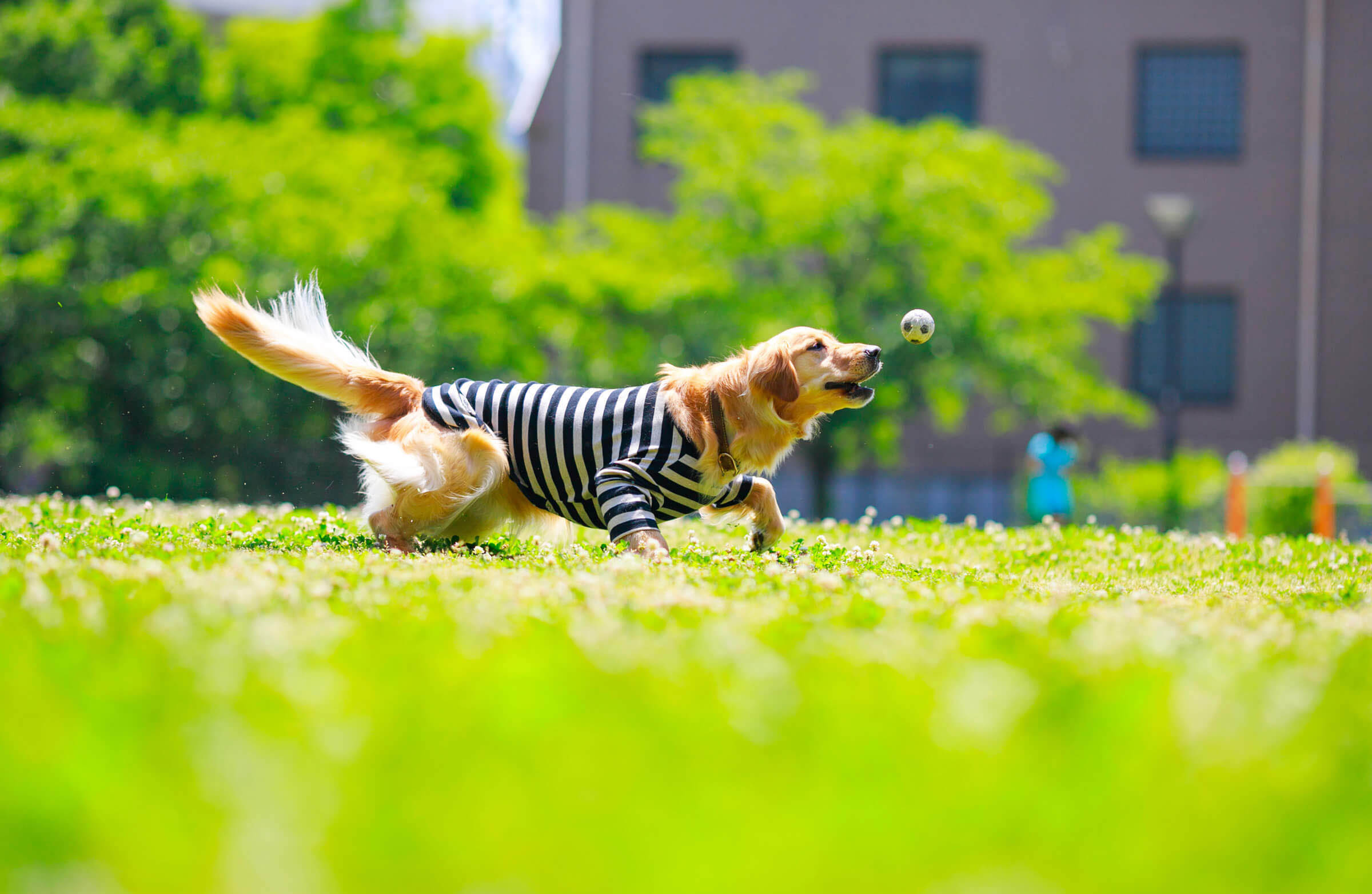 ホームページをリニューアルいたしました。