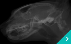 鼻腔・鼻咽頭内異物摘出術