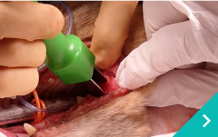 悪性腫瘍電気化学治療 ECT