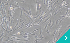 再生医療って何だろう？